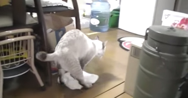 床の拭き掃除をしてくれる猫