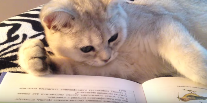 文豪「夏目漱石」を思わせる読書家な猫とは？