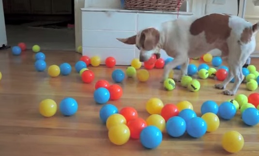 犬に大量のボールをプレゼントしたら。。。