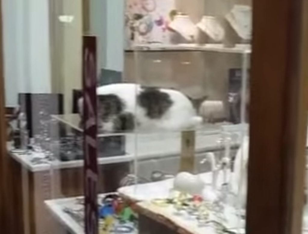 お店のショーケースの上で爆睡している猫