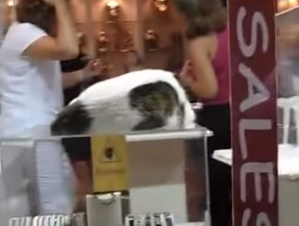 お店のショーケースの上で爆睡している猫