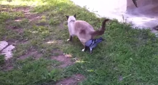 鳩と猫が仲良しすぎてほのぼのする動画
