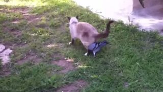鳩と猫が仲良しすぎてほのぼのする動画