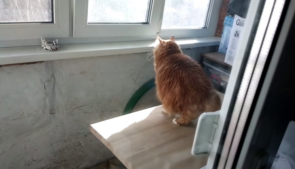 二本立ちで窓の外を眺める猫らしからぬ猫