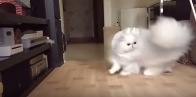 超ロンゲ！！美しい白毛をなびかせる美猫の動画