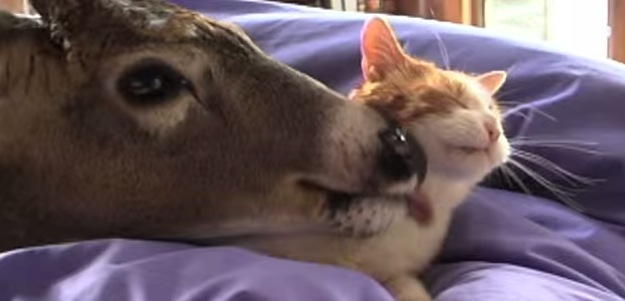 猫と毛づくろい担当の鹿の仲睦まじい様子に癒される動画