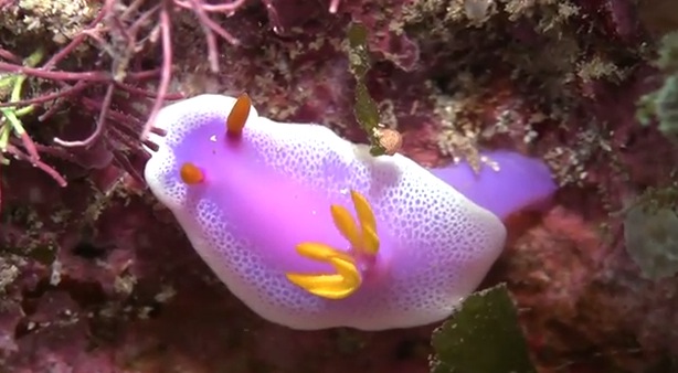 海の宝石〜美しいウミウシの動画