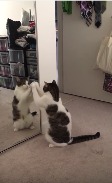 鏡に映る自分にハテナ？な猫が可愛すぎる！