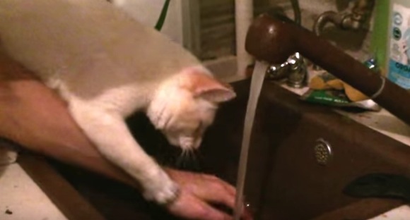 手を洗おうとすると何故か阻止する猫