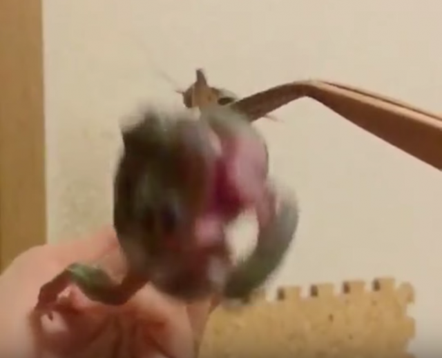 カエルがエサを捕り損ねるおマヌケ動画