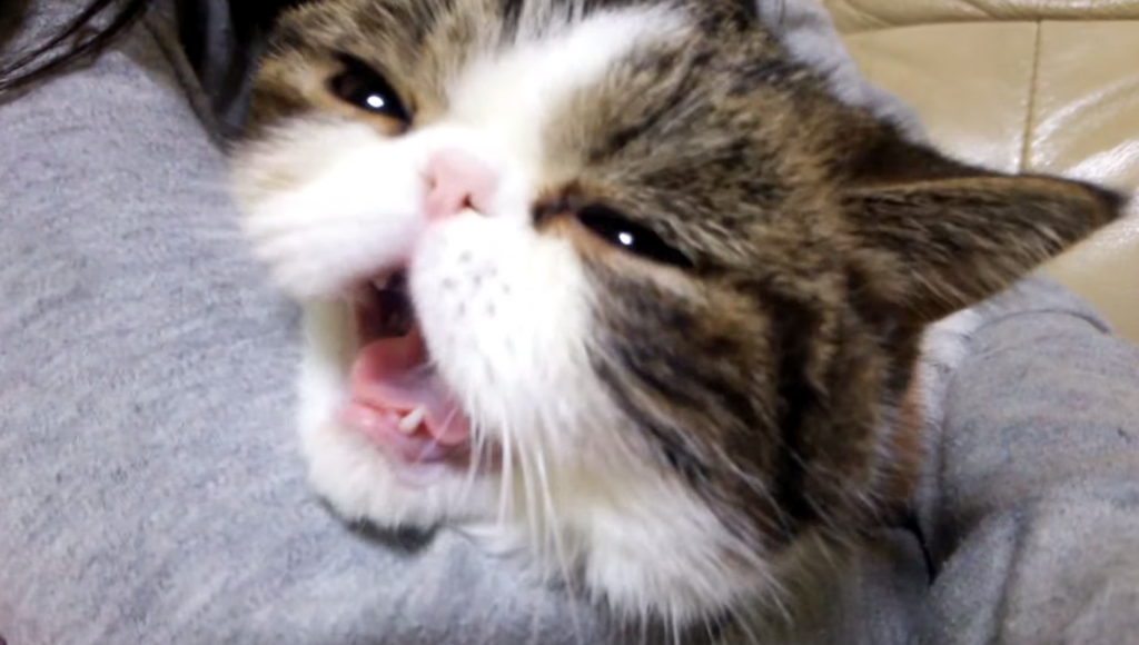 ゲゲゲの鬼太郎を大熱唱する猫の動画
