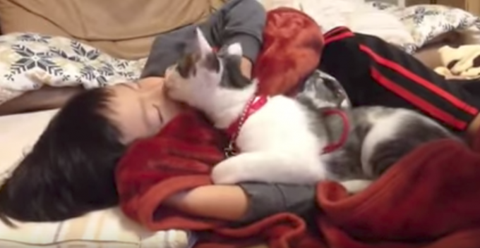 寝ている男の子をペロペロ・ハムハムする猫ちゃんの動画