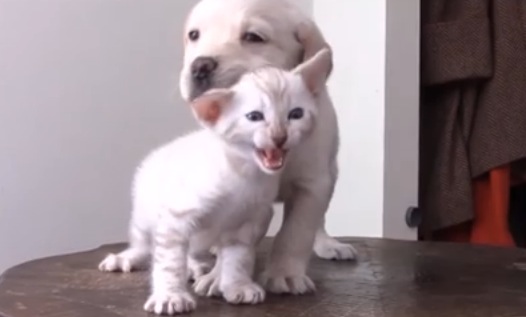 子犬と子猫の仲良しコンビがスリスリし合っている動画