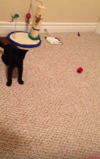 おもちゃを追いかけて目を回す猫