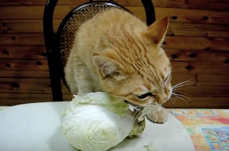 キャベツをむしゃむしゃ食べる猫
