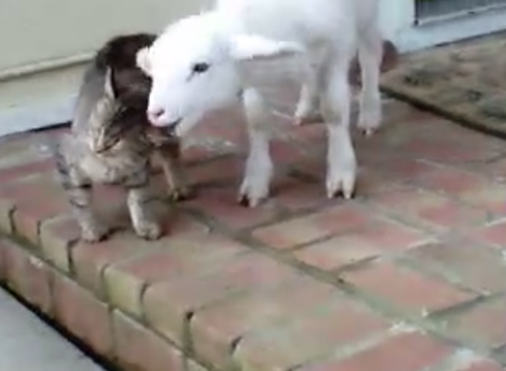 子ヤギが猫の耳をムシャムシャしている動画