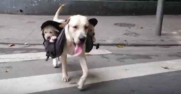 犬版「抱っこ紐」で子犬達とお散歩