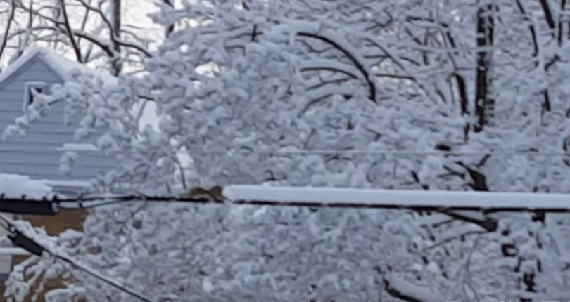 電線に積もった雪の“雪かき”をしているリス