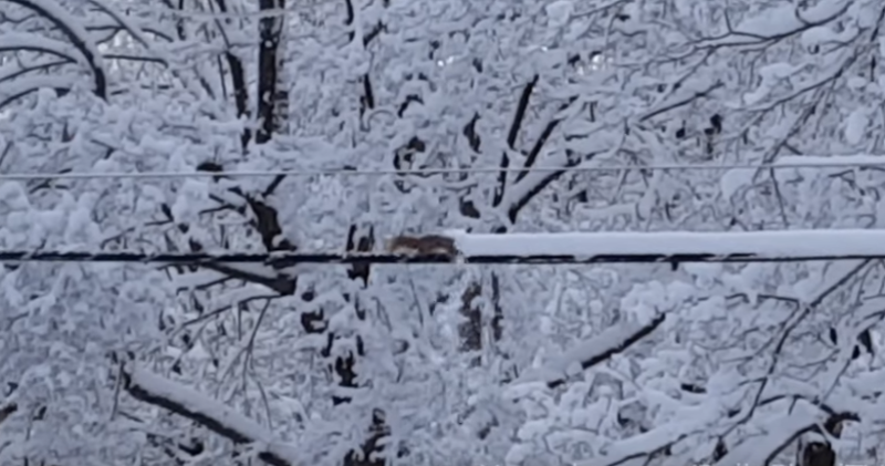 電線に積もった雪の“雪かき”をしているリス