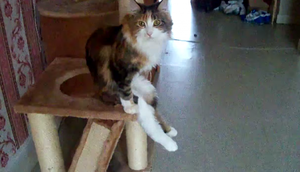キャットタワーに腰掛けたたずむ美猫ちゃんの座り方に注目！