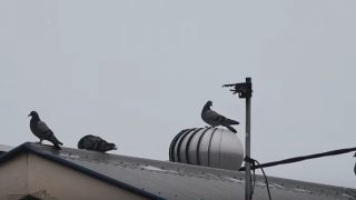 屋根の上でクルクルと回っている鳩