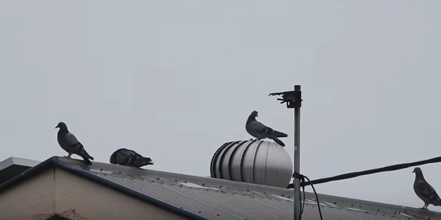 屋根の上でクルクルと回っている鳩