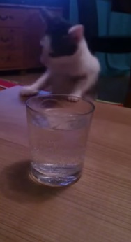 子猫が炭酸水を飲んだときのリアクション