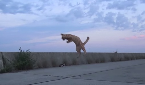 猫がトンボを捕まえた決定的瞬間の動画！