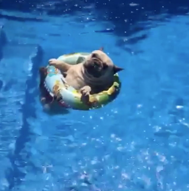 浮き輪でプカプカ漂うパグが可愛い 癒し おもしろ動物動画ガイド