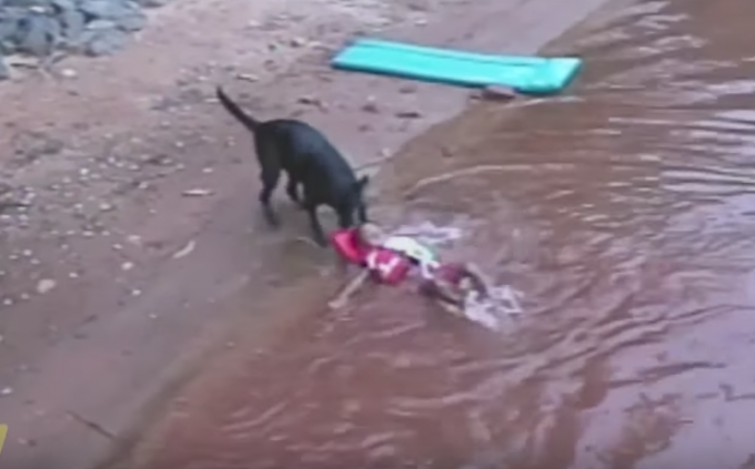 使命感強すぎ？！水遊び中の子供を救出するレスキュー犬