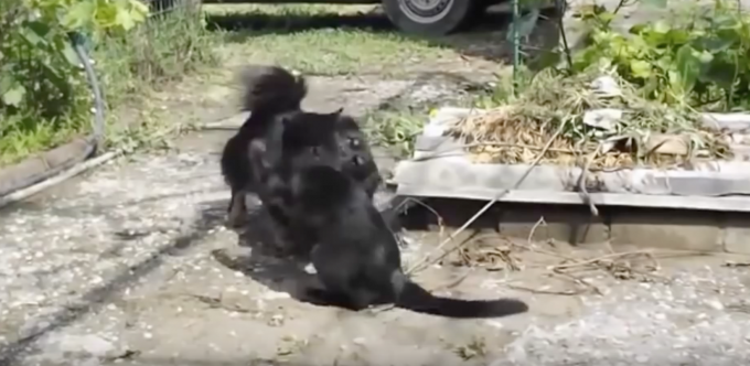 犬に技をかけて懲らしめる黒猫