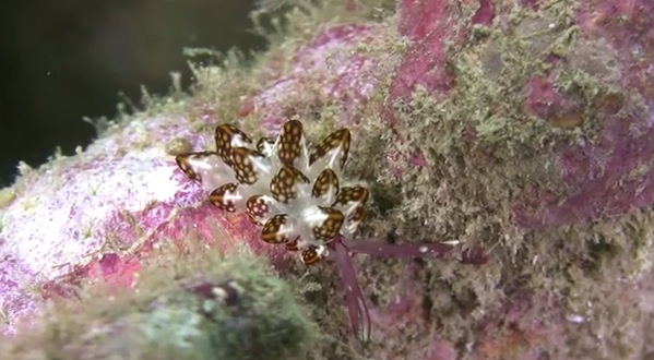 海の宝石〜美しいウミウシの動画