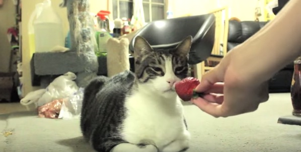 イチゴを全力で拒否るまん丸猫
