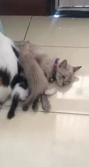 授乳中の子猫たちの輪へ乱入する猫