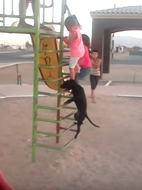 子ども達に混ざって滑り台で遊ぶ犬