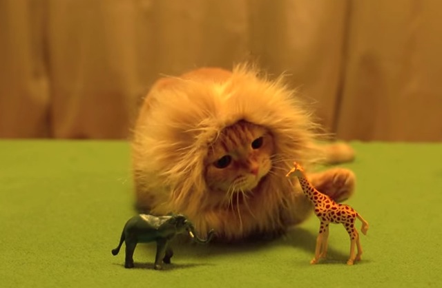 猫ライオン サバンナに憧れて がめちゃカワイイ 癒し おもしろ動物動画ガイド