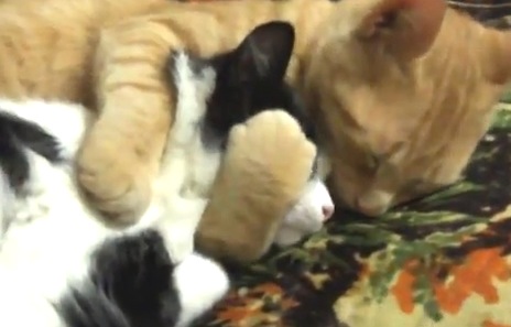 寝ている猫を愛おしそうに抱きしめる猫