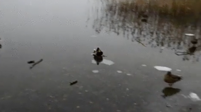 氷の張った湖にカッコよく着陸するカモの動画
