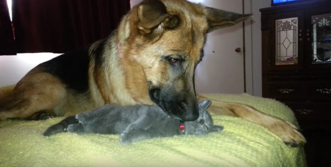 大っきな犬と小さな猫の仲良し動画