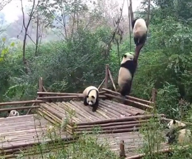 木に登ろうとする仲間をたたき落とすパンダ