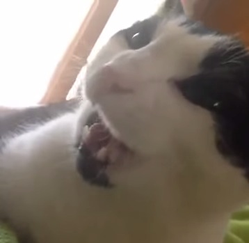 カワイらしい猫が「I LOVE YOU」って言う動画
