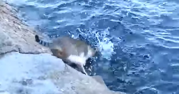 猫が魚を捕る瞬間！