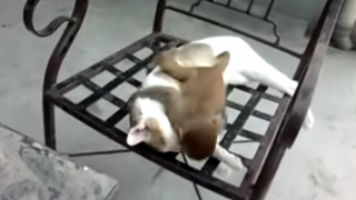 お昼寝中の猫の上で子猿がゴロゴロ転がったり戯れている姿が可愛い！
