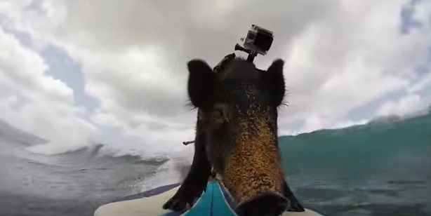 サーフィンができる豚“Kama”の波乗り動画