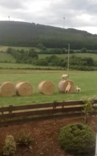 牧草ロールの上でピョンピョン遊ぶ子羊にほのぼのする動画