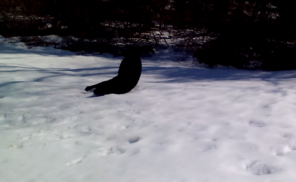 テンション高っ！凍った雪の上を横腹で何度も滑る犬がカワイイ！