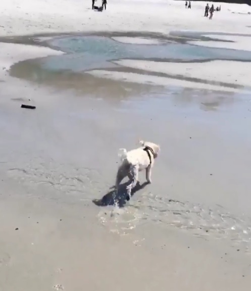 海でテンションMAXな犬に待ち受けていた落とし穴とは。。。