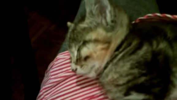 子猫を約10秒で寝かせ付ける方法