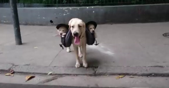犬版「抱っこ紐」で子犬達とお散歩