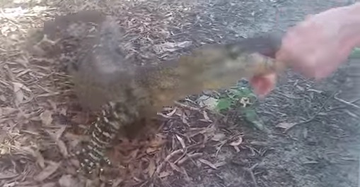 野生のオオトカゲに肉を与えたら手まで持っていかれそうになった動画